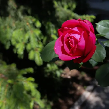 Casa Ginev Room & Apartments